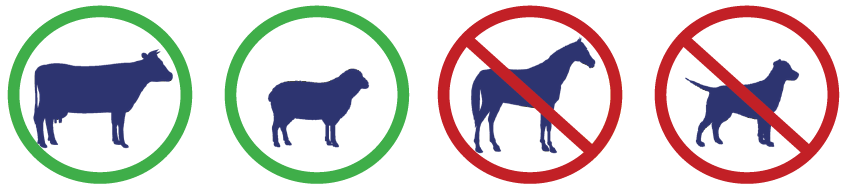 Cow and Sheep Icon