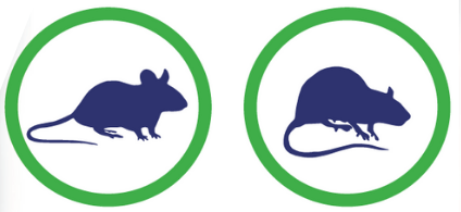 Mouse Rat icon