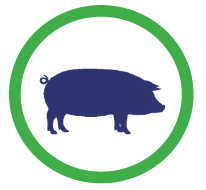 Pig Icons